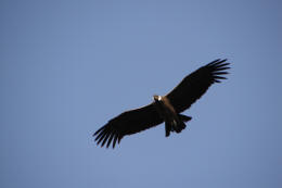 Q del condor 2006-07-26 147